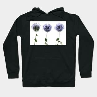 Echinops Hoodie